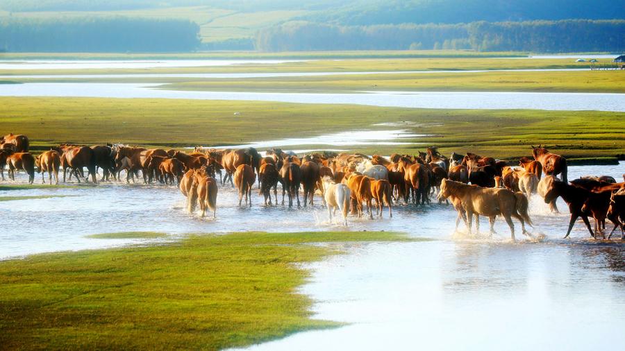 仲夏，來呼倫貝爾清涼一夏