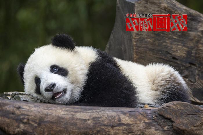 被“圓滾滾”萌暈了！