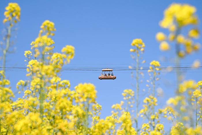 賞春花、品春菜 重慶民眾邂逅春日浪漫