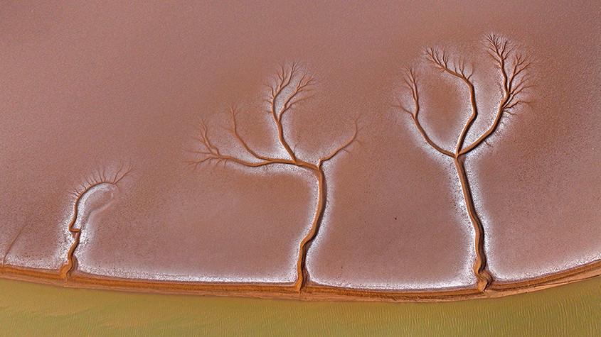 黃河入?？跐竦噩F(xiàn)“潮汐樹”景觀