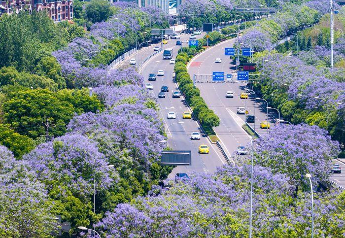 重慶藍(lán)花楹盛開(kāi) 城市道路變身“紫色花?！?>
     <p>重慶藍(lán)花楹盛開(kāi) 城市道路變身“紫色花?！?/p>
</a><a href=
