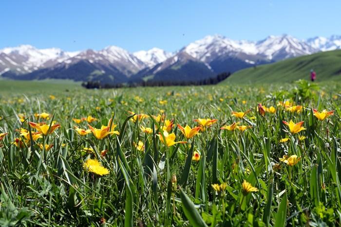 新疆那拉提草原盛花美景迎游客