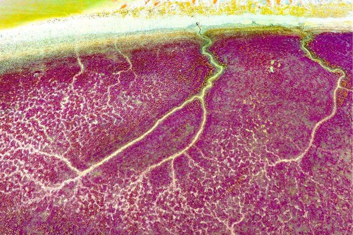 堿蓬草點(diǎn)染紅海灘 宛若大自然油彩畫(huà)