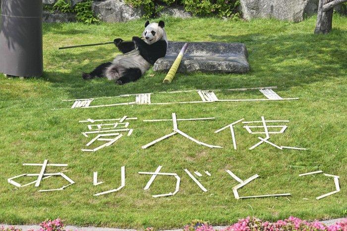 旅日大熊貓獲日本警方頒發(fā)的“感謝狀”