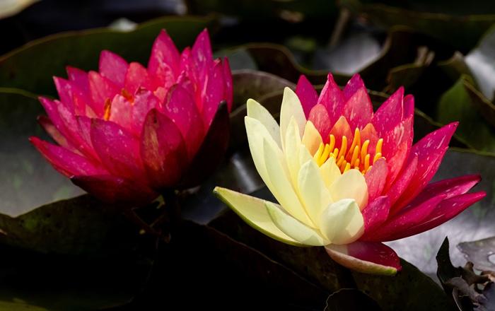 好運“蓮蓮”！安徽淮北雙色睡蓮驚艷綻放