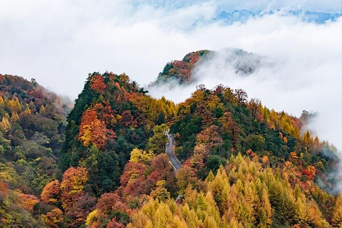 四川旺蒼米倉(cāng)山萬(wàn)山紅遍