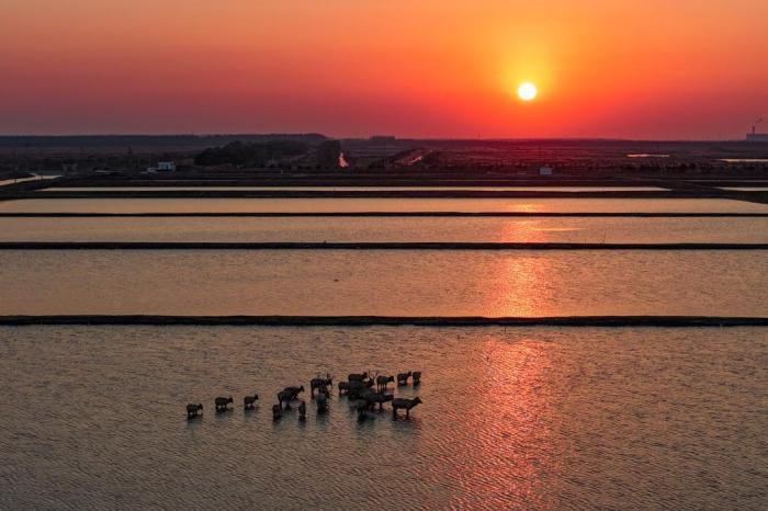 麋鹿成群“繪就”黃海之濱生態(tài)長(zhǎng)卷