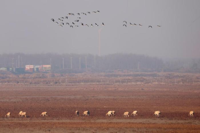 黃海之濱江蘇鹽城濕地生態(tài)好