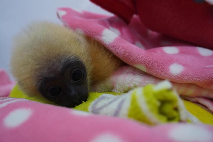 南寧動(dòng)物園開啟“定制化”取暖服務(wù)