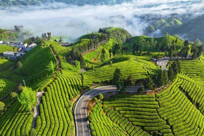 湖北鶴峰：云霧茶山勾勒“世外桃源”畫卷