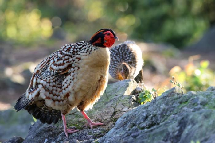 “鳥中大熊貓”黃腹角雉現(xiàn)身福建建甌