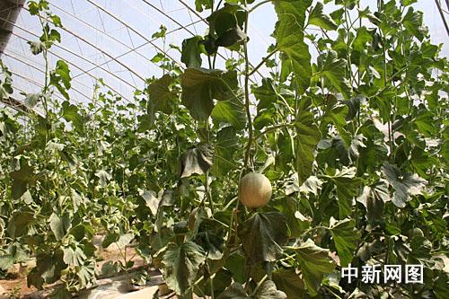 ������˹�����M(j��n)�ǽ����˻@�ӡ�������׌������ϡ����Ĳˡ����D��ʮ���B���l(xi��ng)�����(n��i)�ľGɫ�ЙC(j��)�߲ˡ�