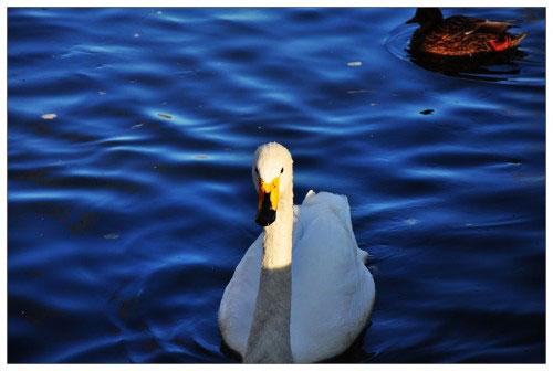 ���ܔ�(sh��)�a���C�Ј� ���M���P(gu��n)ע��ǰʮ��C