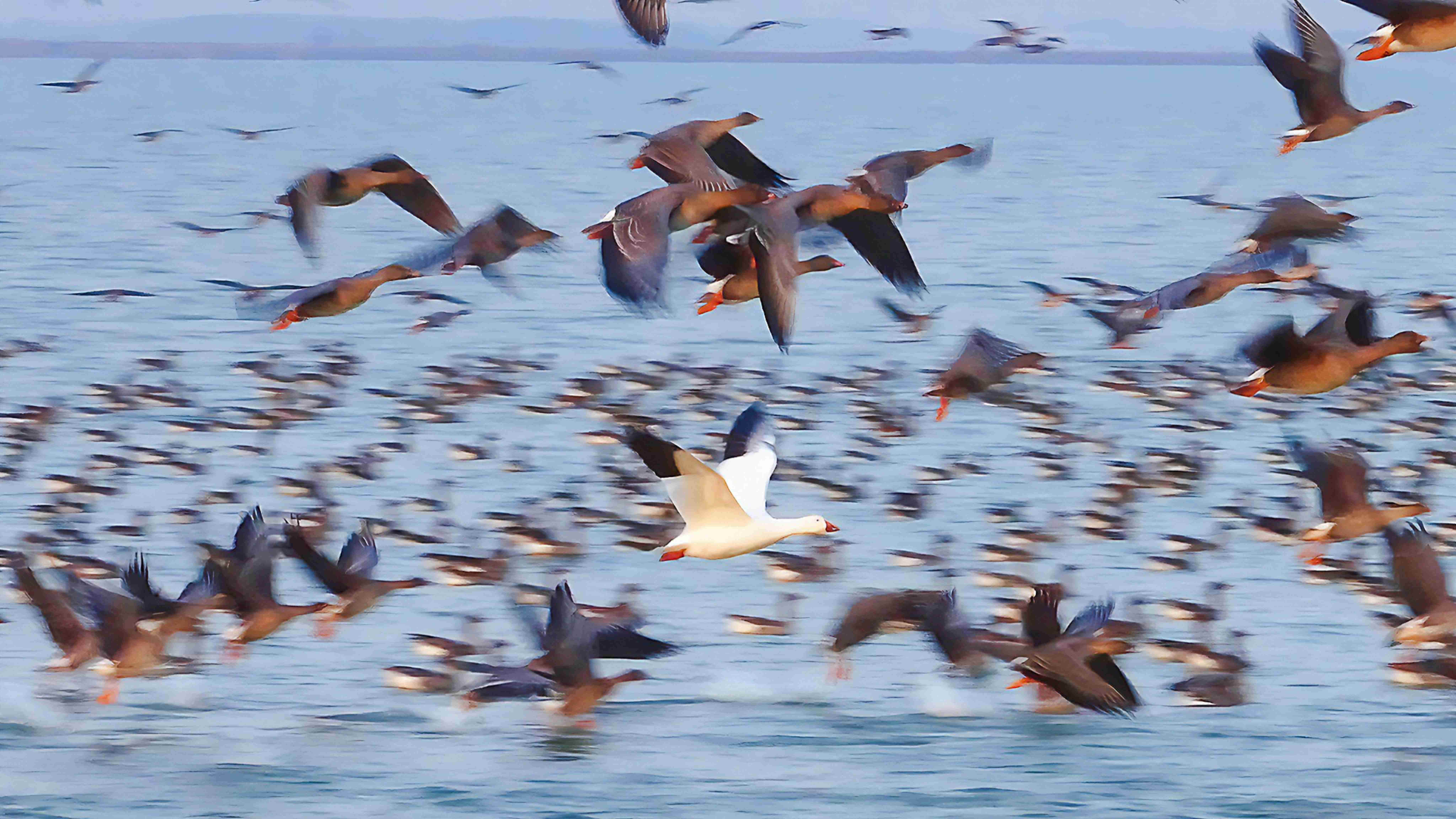 增至335種！衡水湖首次記錄到國內罕見鳥類雪雁
