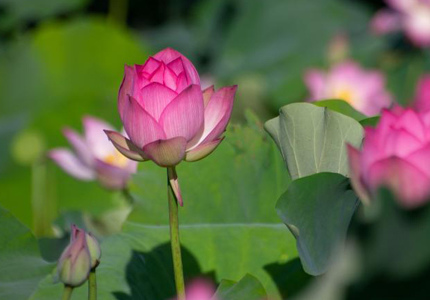 端午假期?？诎佼€荷花綻放引客來