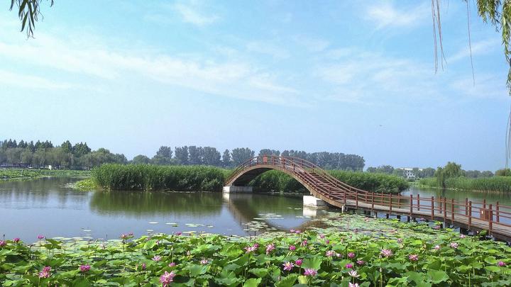 江山如此多嬌丨荷開十里，不如泛舟白洋淀，和你……