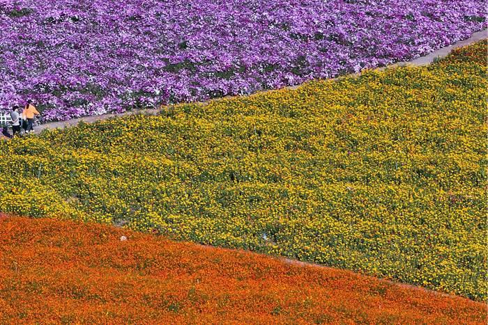 美！江蘇淮安白馬湖畔色彩繽紛秋意濃