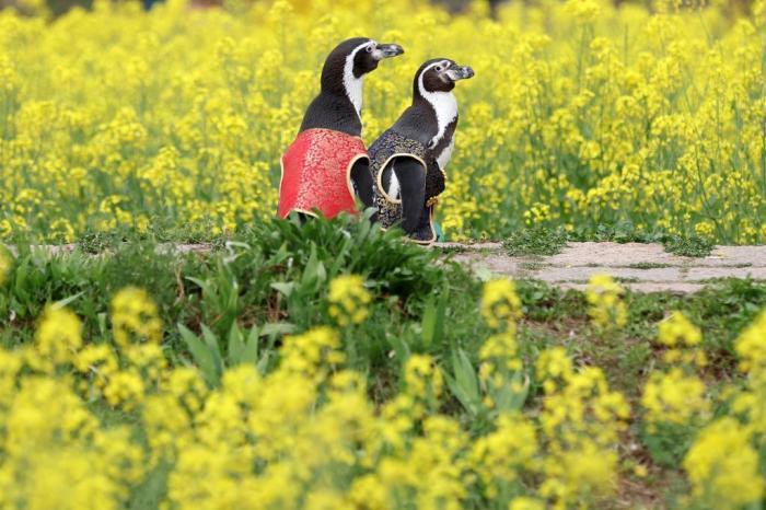 愜意！南京海底世界洪氏環(huán)企鵝戶外踏青“享”春光