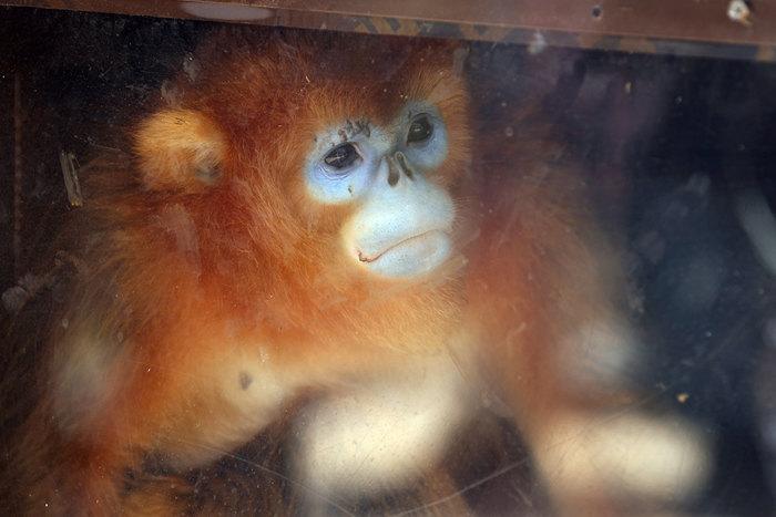 法國博瓦勒動物園迎來三只中國金絲猴