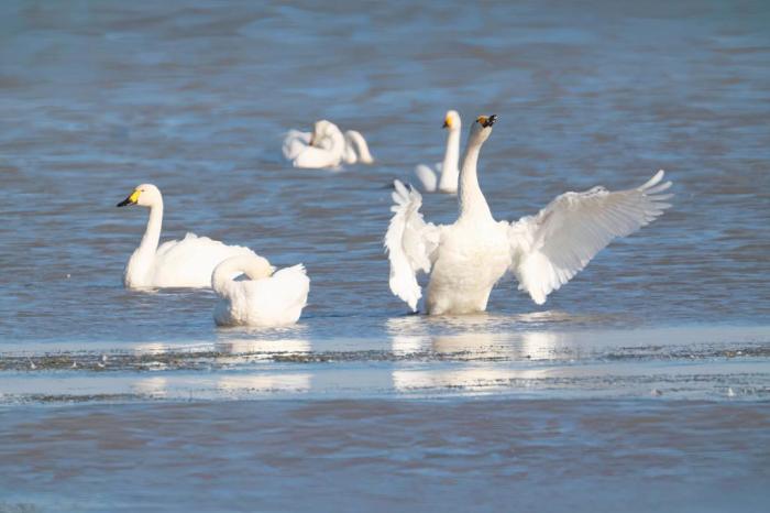 秋日的科爾沁濕地公園：候鳥(niǎo)棲息游弋