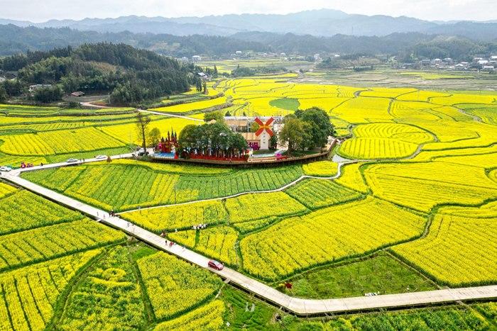 春日賞花季！湖南會(huì)同萬(wàn)畝油菜花田競(jìng)相綻放